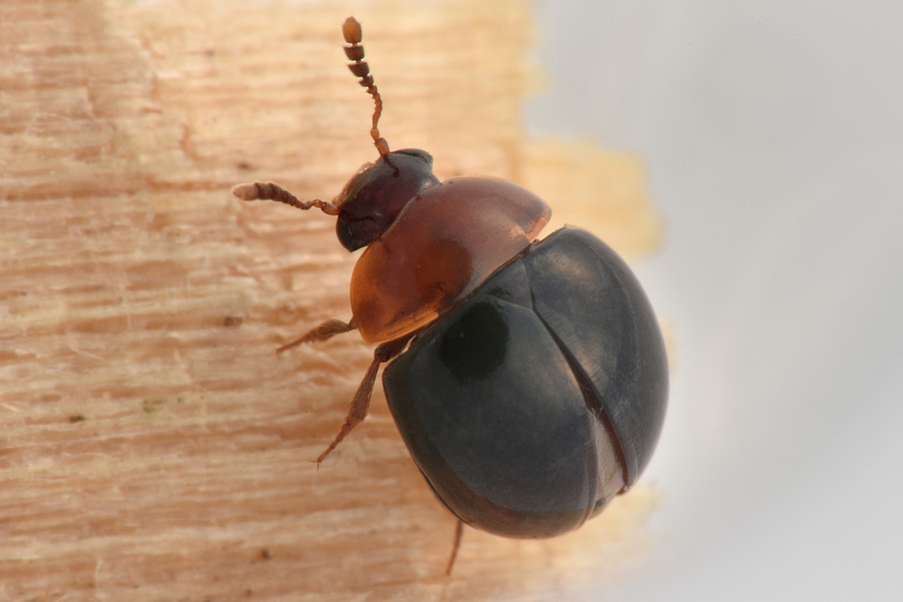 Amphicyllis globus, Leiodidae